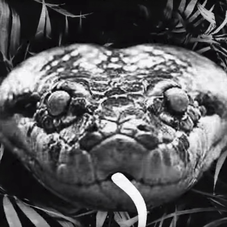 Rio Negro Amazonas video
